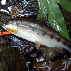 渓流ミノーイングで尺イワナ２本